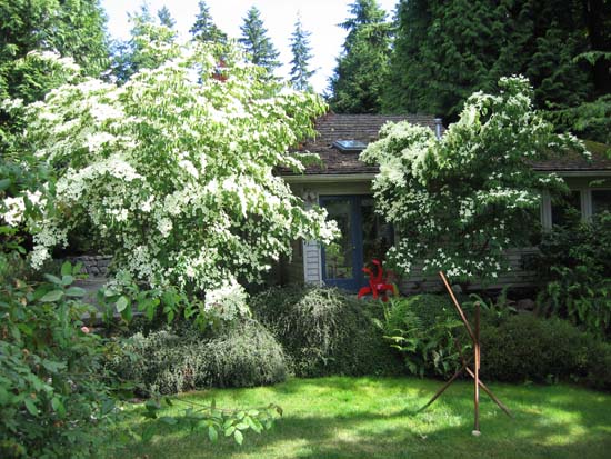 studio in spring with kousa dogwood in bloom