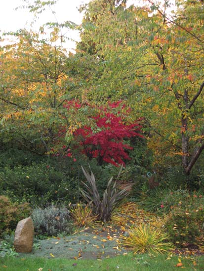 ornamental cherry in fall - pretty red maple below