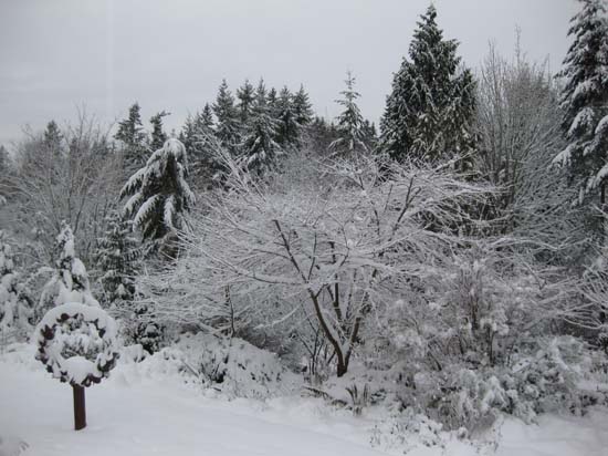 snow covered ornamental cherry