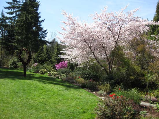 ornamental cherry in bloom