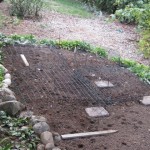 freshly planted garlic bed