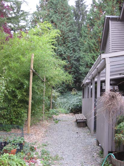 a stand of black bamboo next to the garden shed