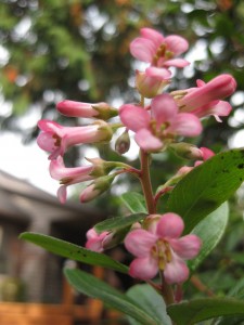 escallonia blossom