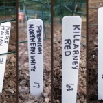 garden tags