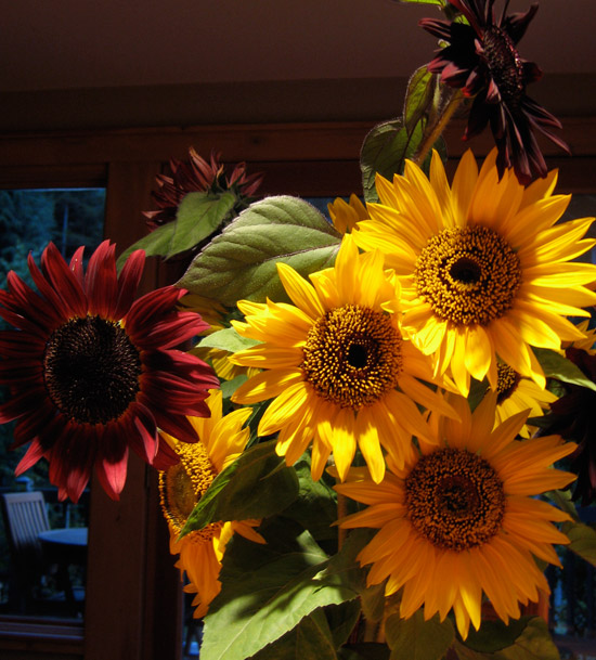 sunflowers