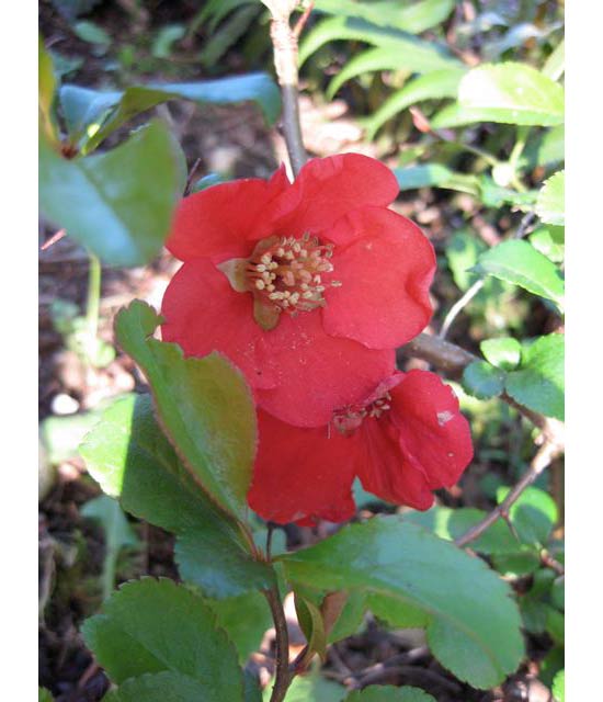 red quince