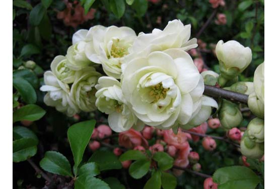 double cream quince