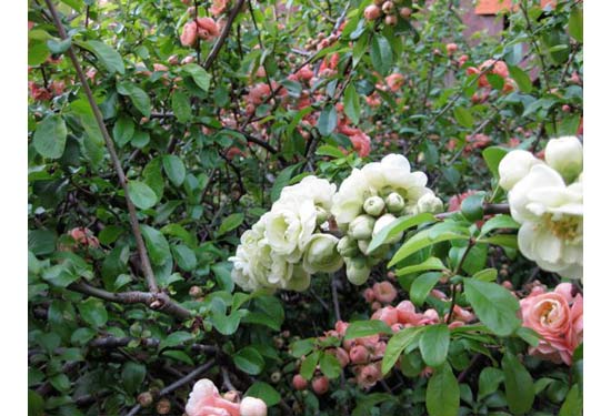 white flowers on salmon quince