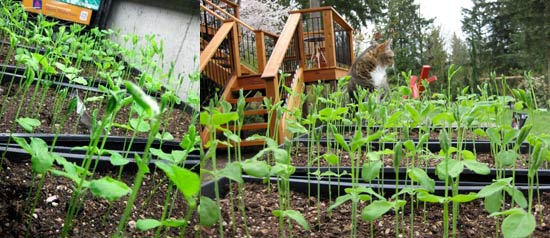 hardening pea plants