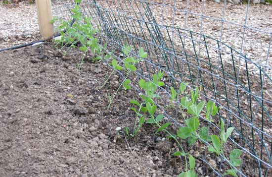 planted peas